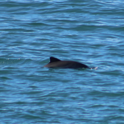 Harbour Porpoise observed by ja_fields