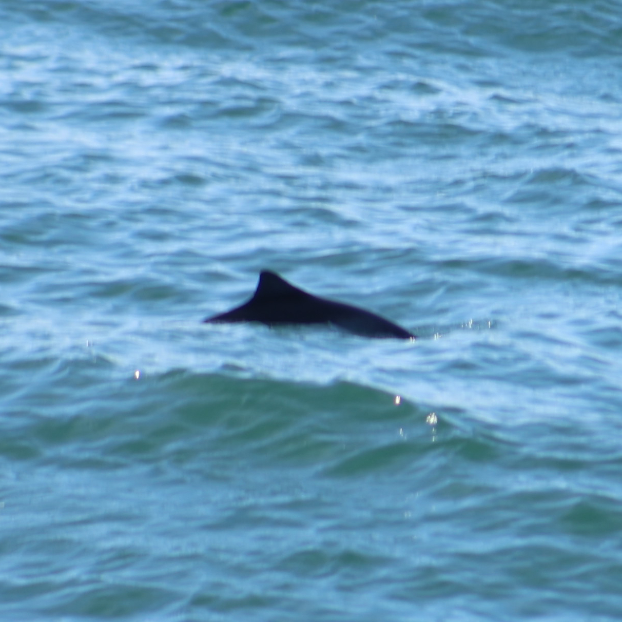 Phocoena phocoena