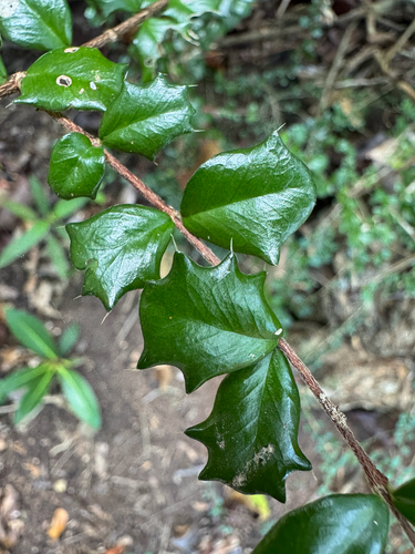 Singapore Holly (Malpighia coccigera)