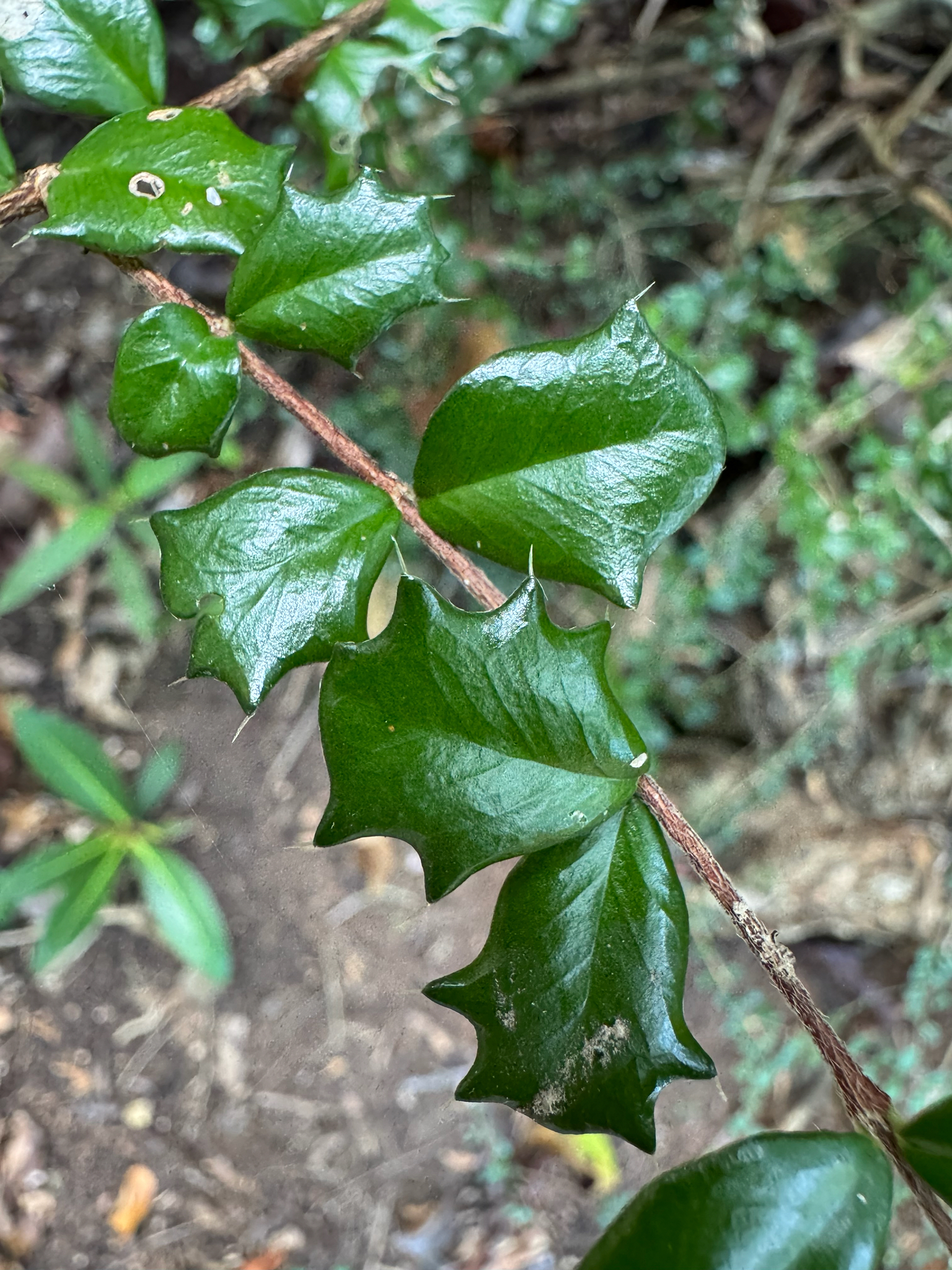 Singapore Holly (Malpighia coccigera)