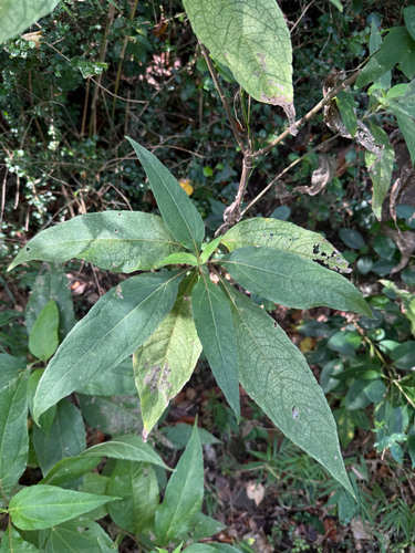 smallflower creepingoxeye (Wedelia calycina)