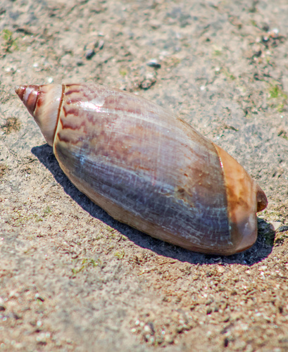 Agaronia testacea observed 2026-02-27