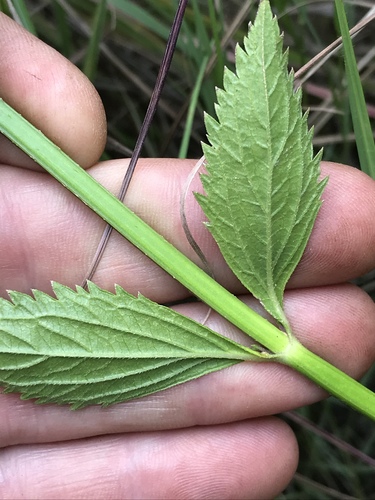 Verbena bonariensis