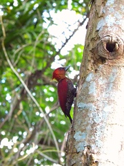 Chrysophlegma miniaceum