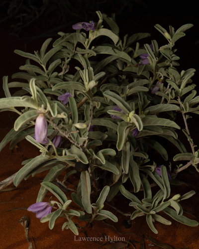 felted nightshade (Solanum coactiliferum)
