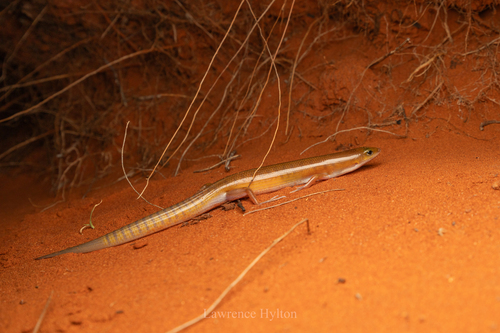 Ghost Skink, Eremiascincus phantasmus