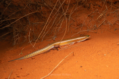 Ghost Skink