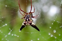 Micrathena raimondi