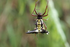 Micrathena raimondi
