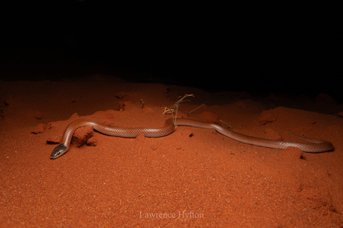 Inland Hooded Snake