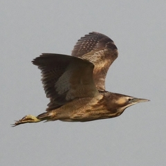 Australasian Bittern photo 3