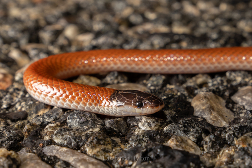 Inland Hooded Snake