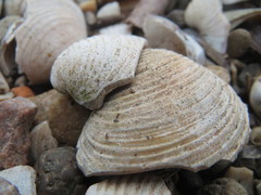 Corbicula