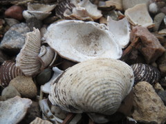 Corbicula