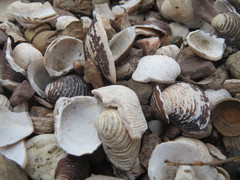 Corbicula