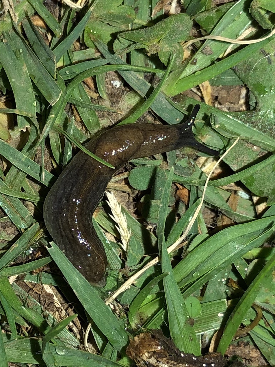 Greenhouse Slug (Milax gagates) · iNaturalist