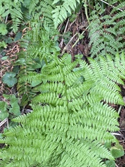 Athyriaceae