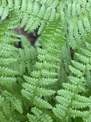 Athyriaceae