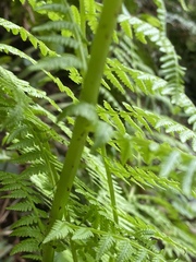 Athyriaceae