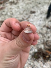 Calliostoma annulatum