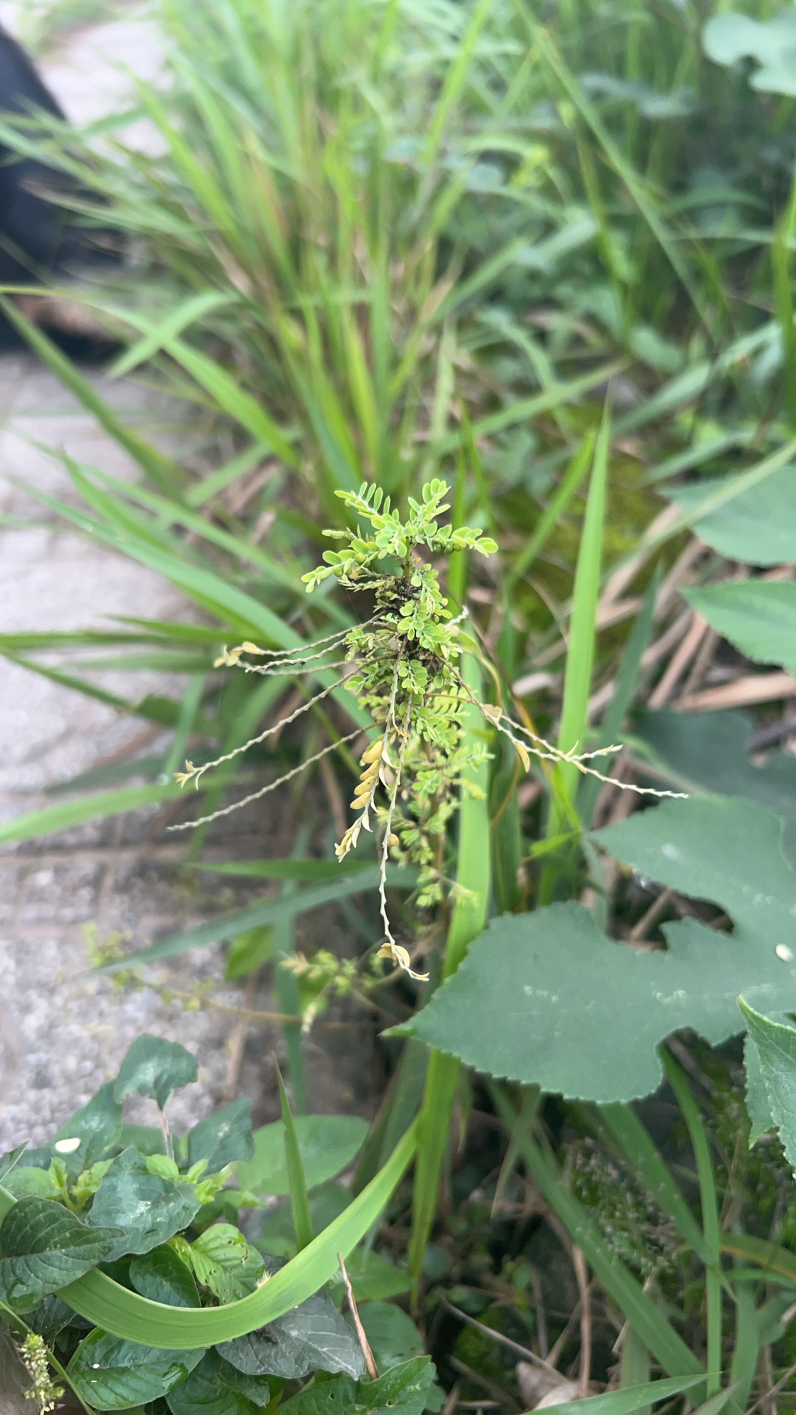Phyllanthus amarus (Phyllanthus amarus)