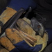 Annobón Straw-coloured Fruit Bat - Photo (c) Alison Peel, some rights reserved (CC BY-NC), uploaded by Alison Peel