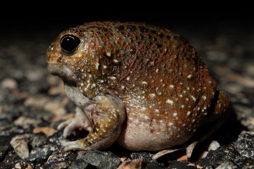 Desert Spadefoot Frog, Notaden nichollsi