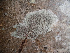 Lecanora argentata