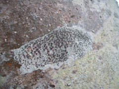 Lecanora argentata