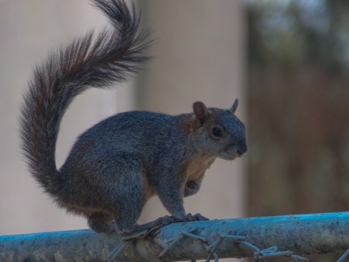 Ardilla vientre rojo observed by naomy_montiel_