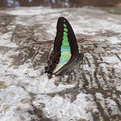 Graphium sarpedon