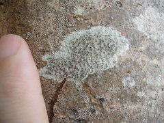 Lecanora argentata