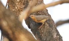 Sylvietta brachyura carnapi