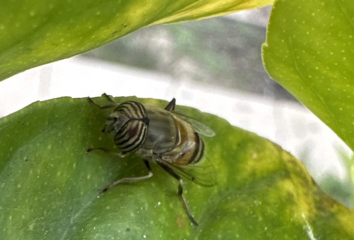Unknown species found near San Diego County, US-CA, US