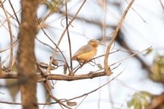 Sylvietta brachyura carnapi