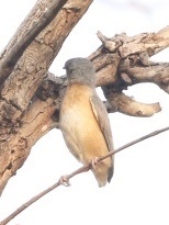 Sylvietta brachyura carnapi