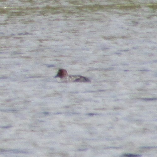 Bucephala clangula image