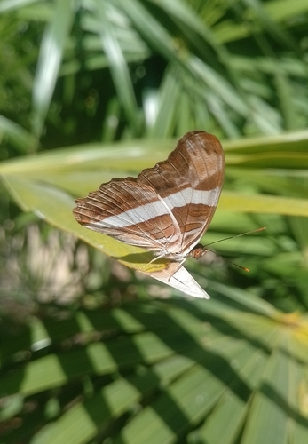 Mexican Sister (Adelpha fessonia)