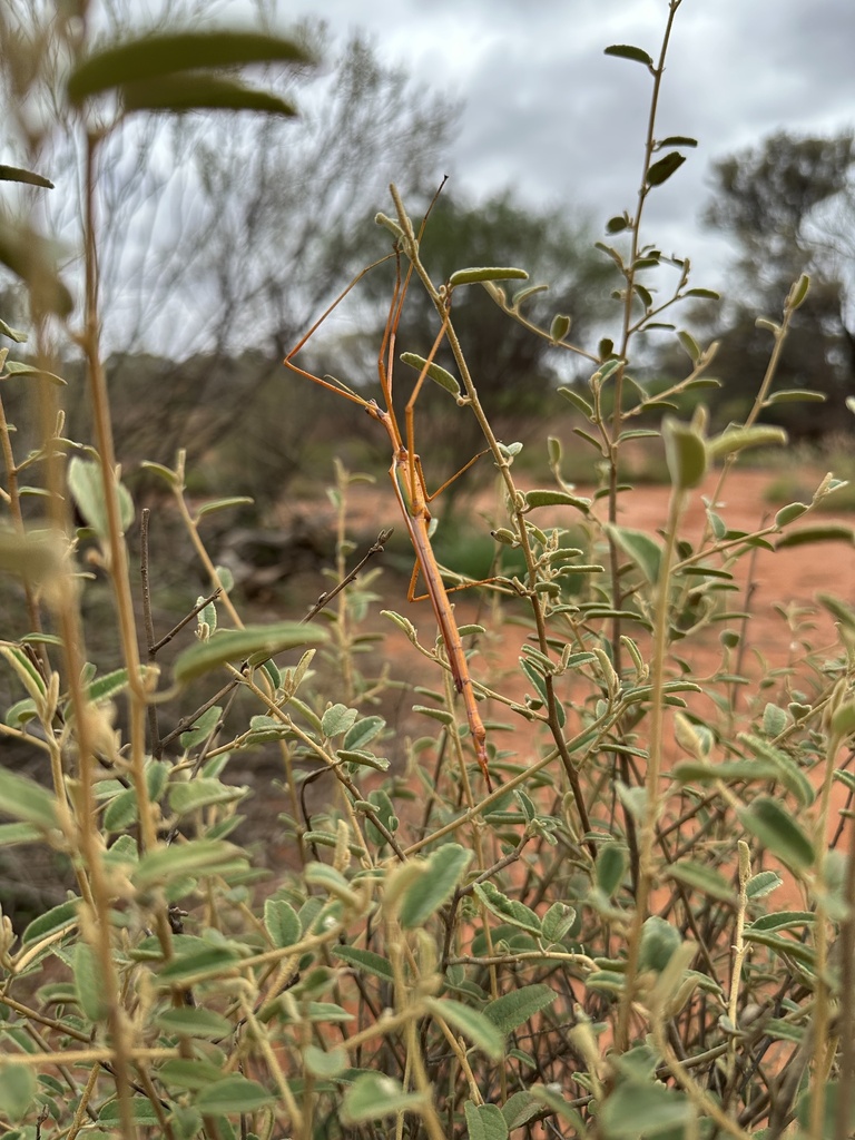 Graceful Insects Sjöstedt's Graceful Stick Insect from Rural Ward, Plumridge Lakes, WA ...