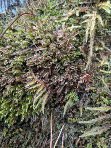 American Earwort (Scapania americana)