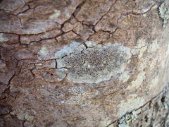 Lecanora argentata