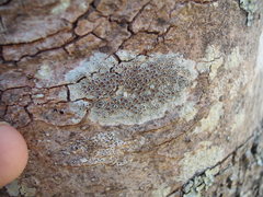 Lecanora argentata