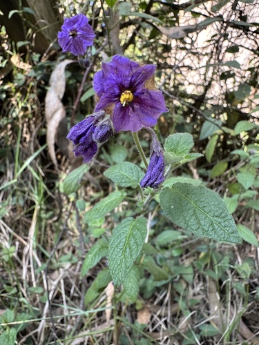 Solanum caripense, photograph 6