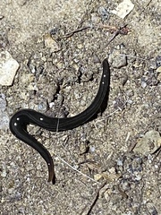 Endeavouria septemlineata