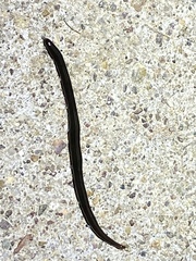 Endeavouria septemlineata