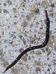 Endeavouria septemlineata