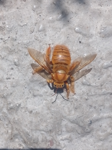 Ridge-crowned Carpenter (Xylocopa fimbriata)