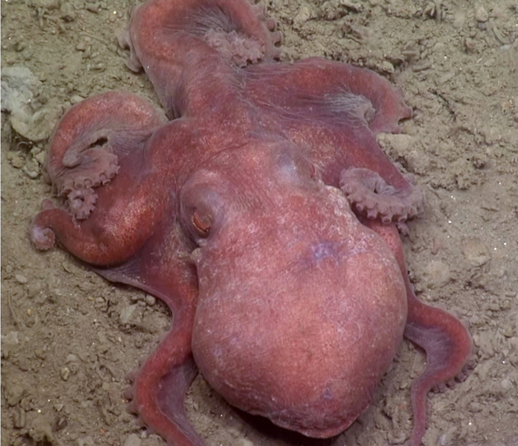 North Pacific bigeye octopus