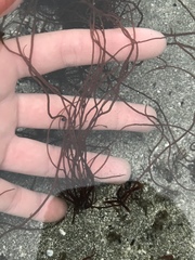 Gracilariopsis