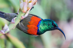 Greater Double-Collared Sunbird photo 5